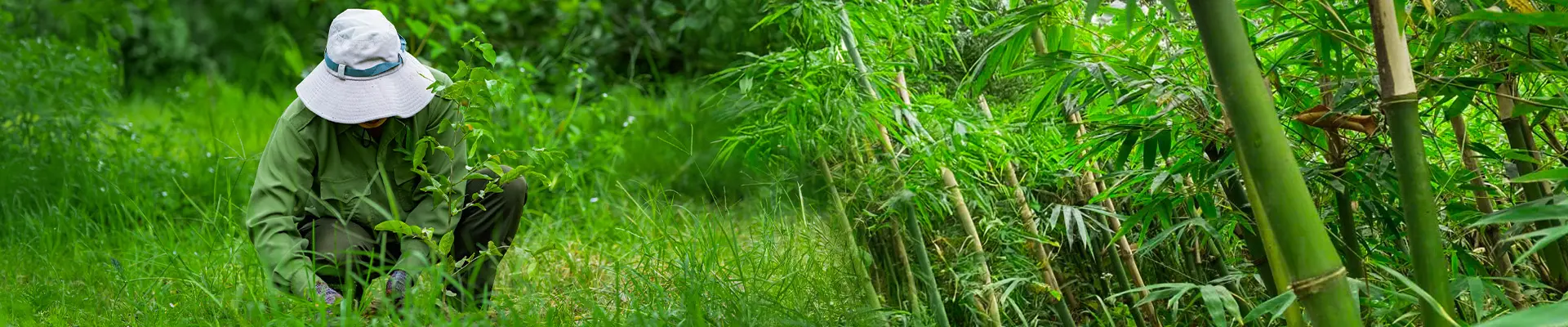 DỰ ÁN ĐANG TRIỂN KHAI: CHUNG TAY XANH RỪNG - VỮNG THÊM CHẮN LŨ